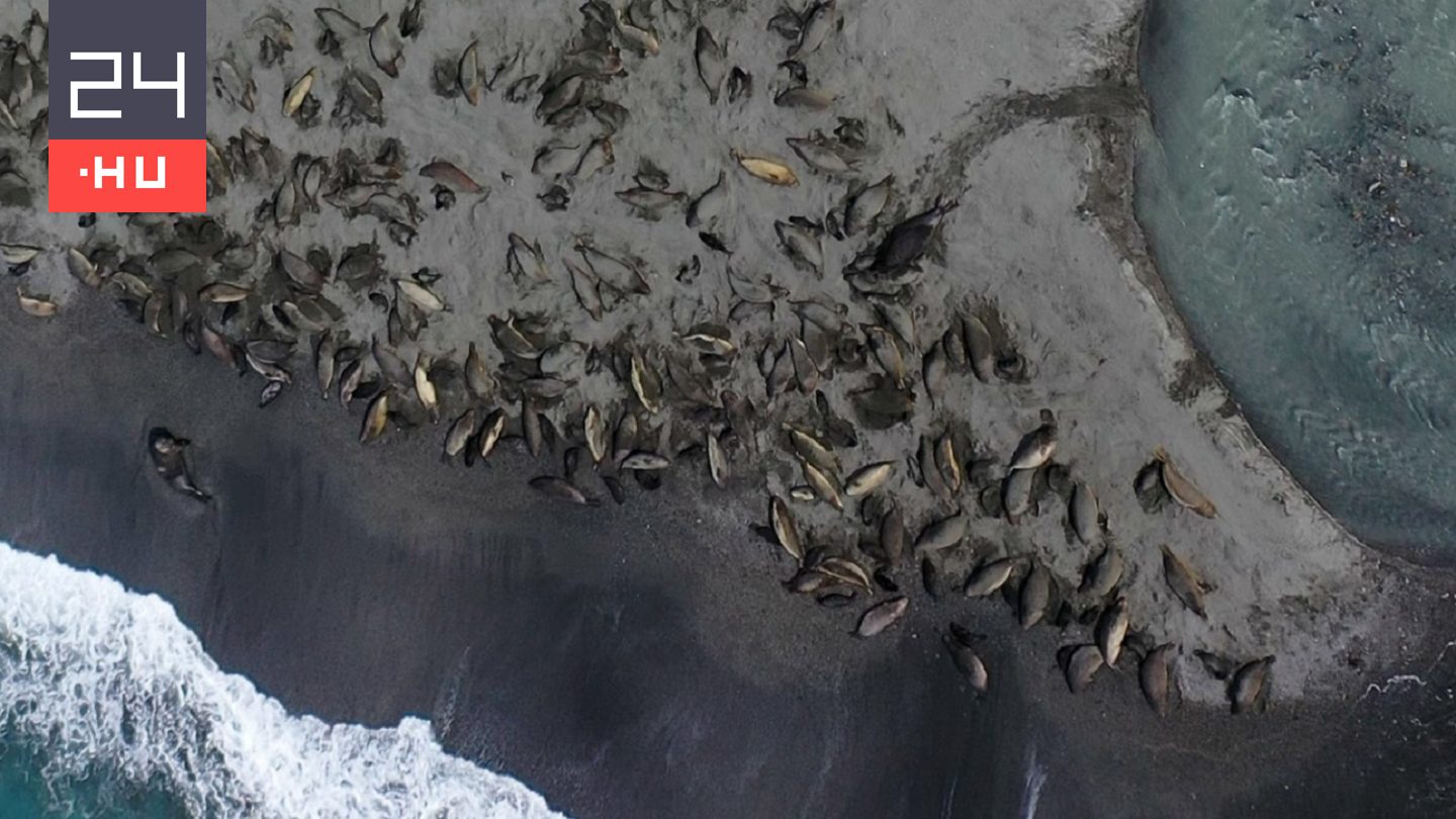 Tetemek, amíg a szem ellát: elveszett a hatalmas fókakolónia fele