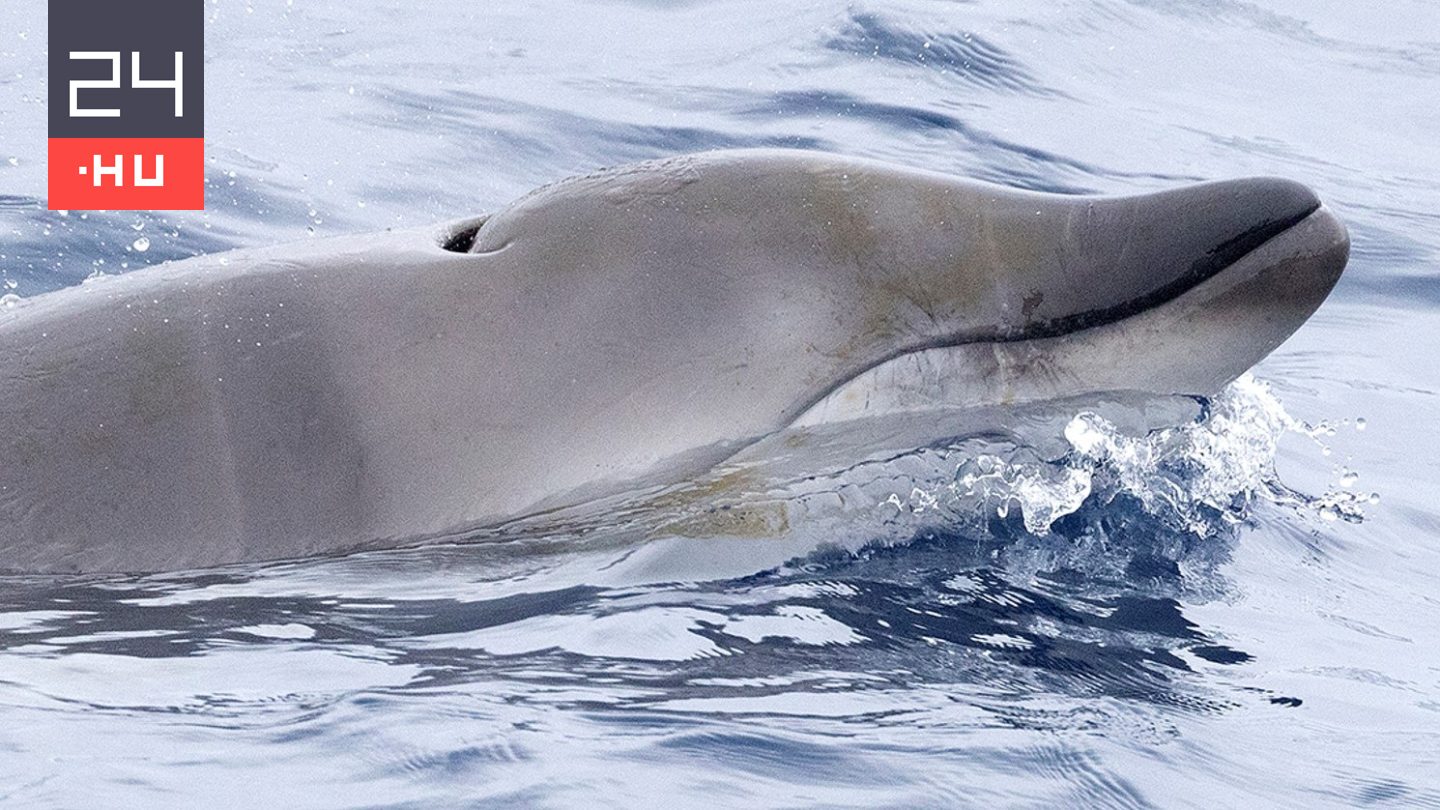 Először látták élve ezt a rejtélyes tengeri ragadozót