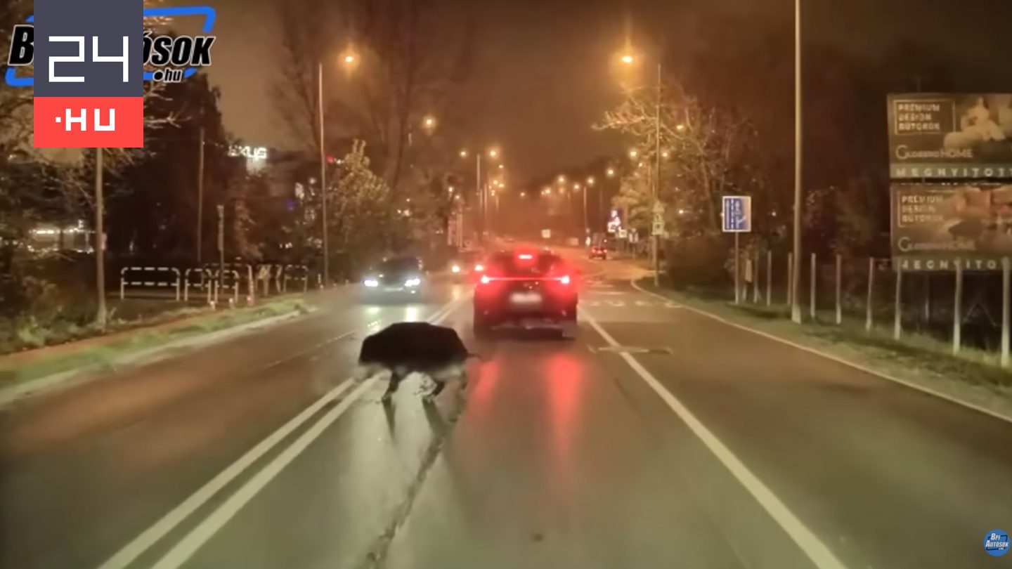 Fejjel szaladt a Lexusba egy vaddisznó a Budaörsi úton