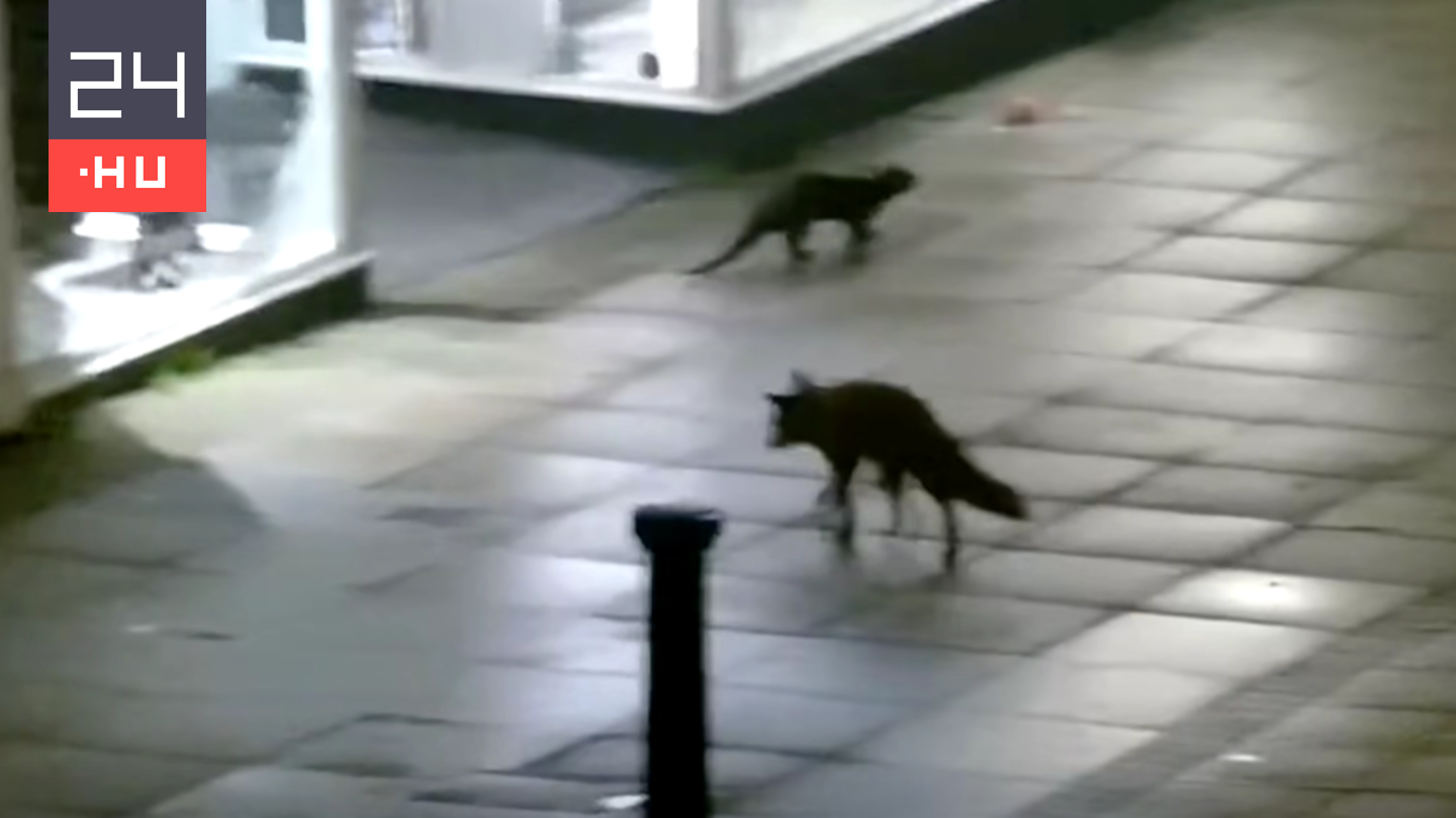 Egy róka és egy vidra együtt szaladgált a brit város utcáin