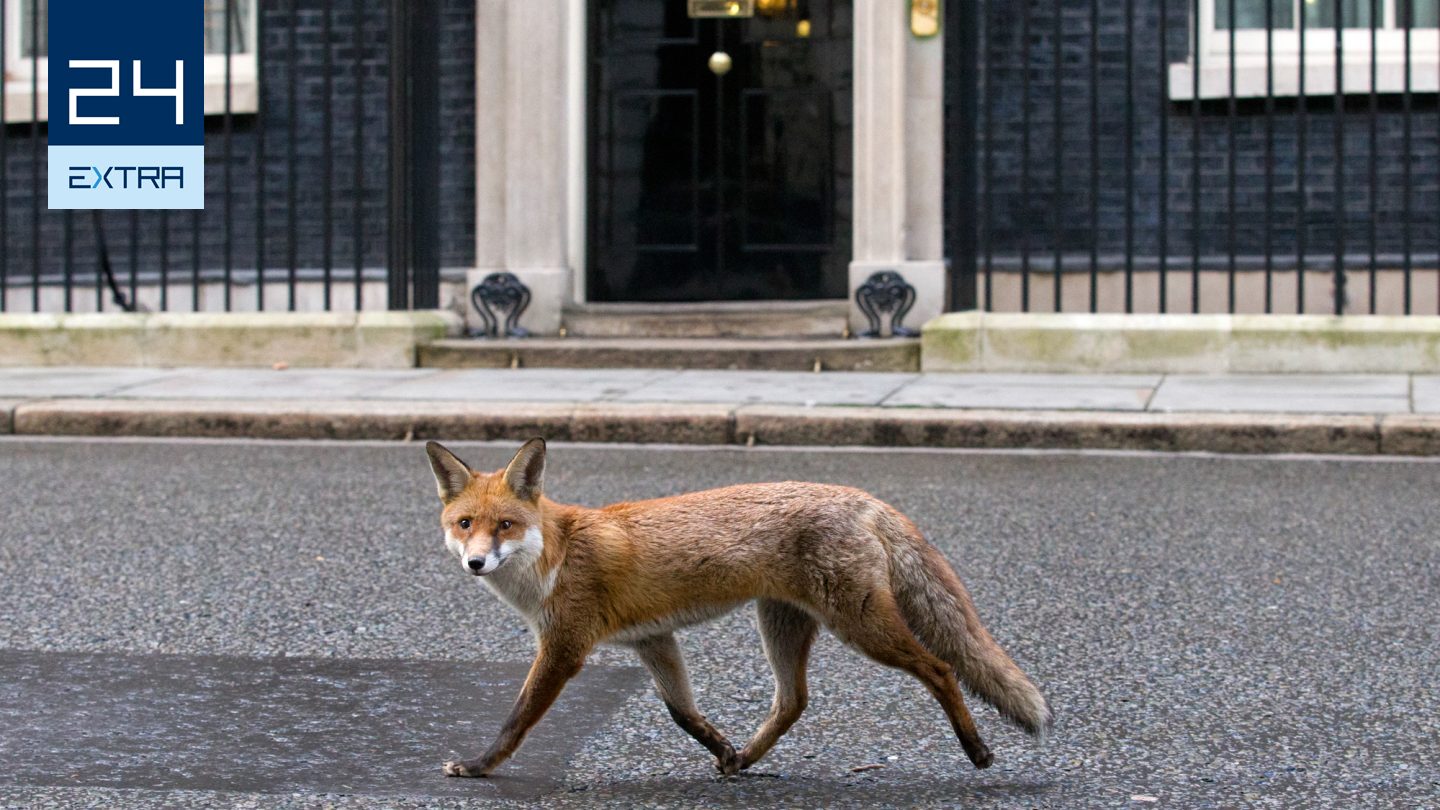 Emberre is halálos parazitákat terjeszthetnek a rókák
