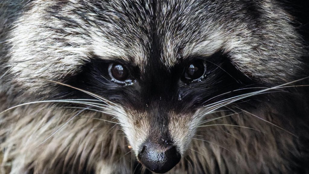 Már három betöréses bűncselekménnyel gyanúsítják az italboltot kifosztó mosómedvét