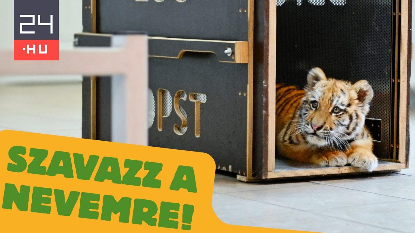 Nevet keresnek a tiszafüredi kistigrisnek