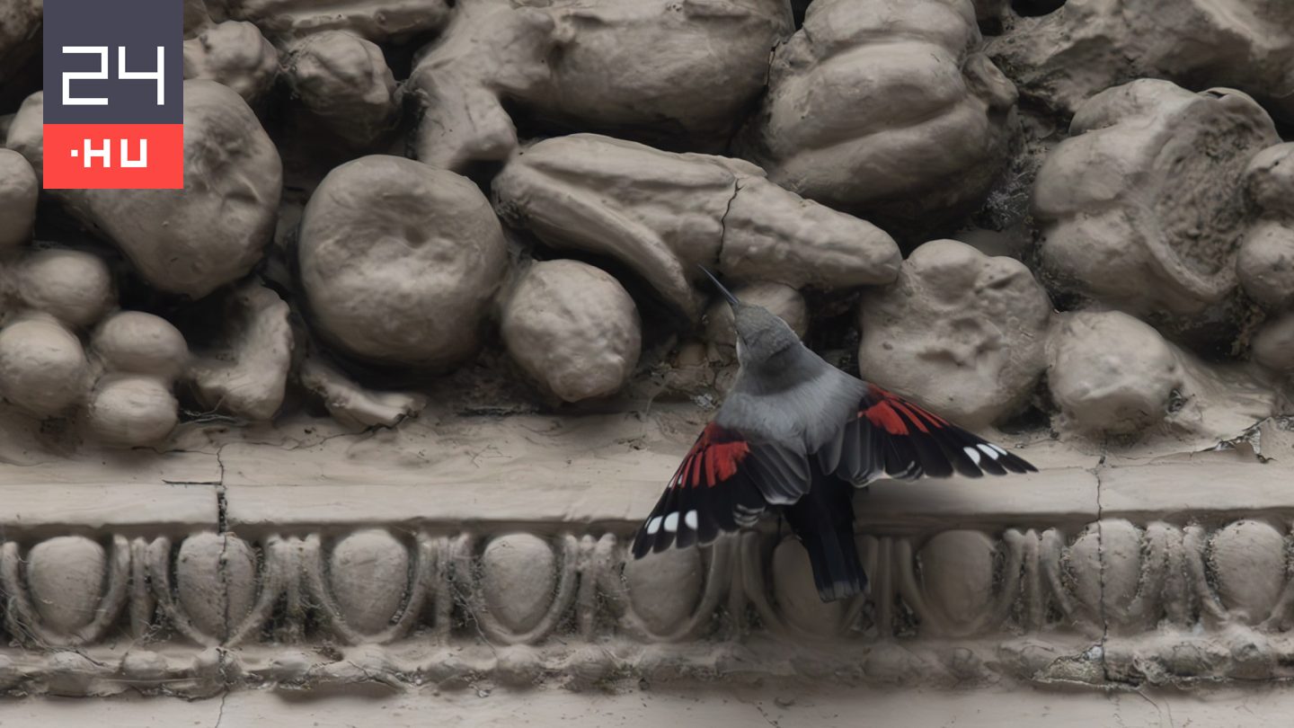 Ritka madár bukkant fel a belvárosban