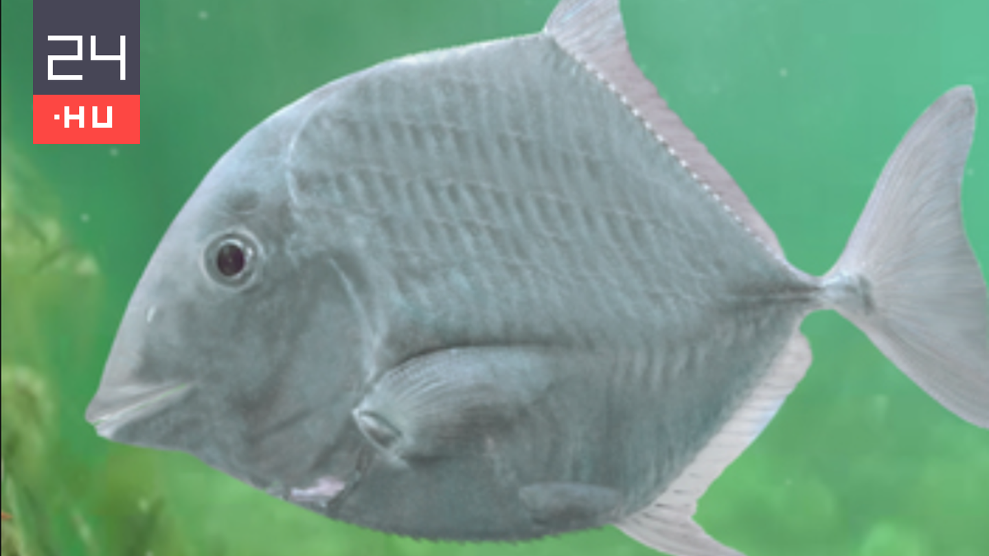Magyar tanárról nevezték el a Bakonyban megtalált őshalfajt