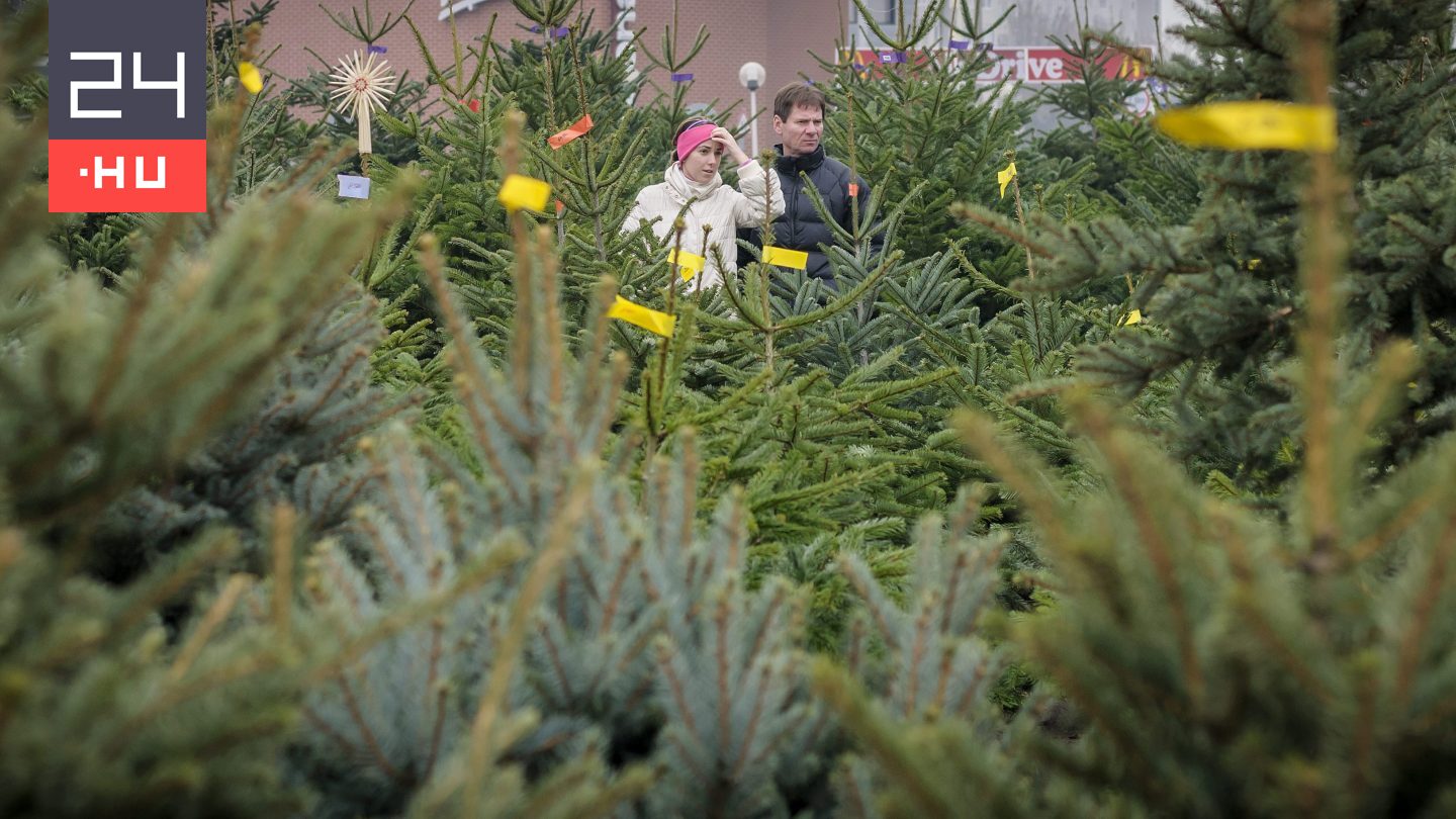 Drágul a karácsonyfa: itt vannak az idei árak