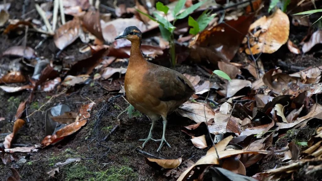 Furcsa új fajt találtak, amely egyáltalán nem fél az embertől