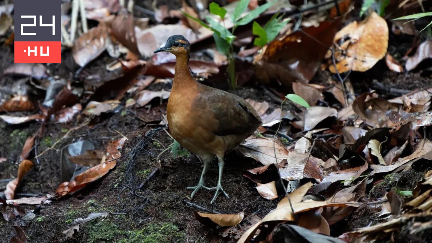 Furcsa új fajt találtak, amely egyáltalán nem fél az embertől