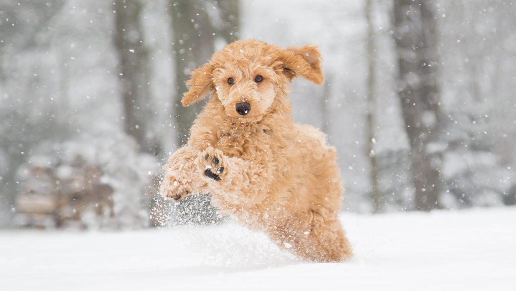 Többet kell ennie a kutyának a téli hidegben?