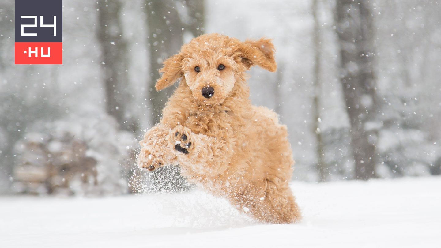 Többet kell ennie a kutyának a téli hidegben?