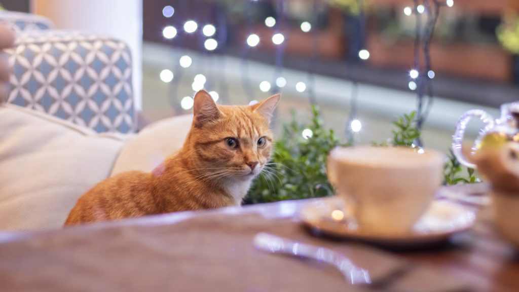 Bezárt a macskás kávézó, mert egy macska miatt elöntötte a víz a kétszintes épületet