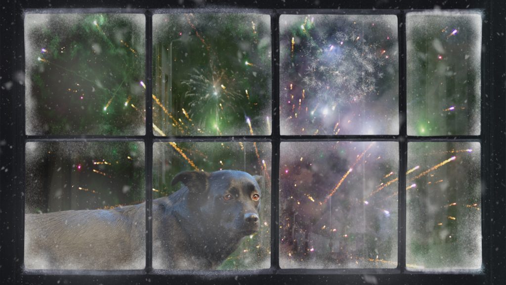 Ezeket érdemes megtenni szilveszter előtt a macska- és kutyatulajdonosoknak