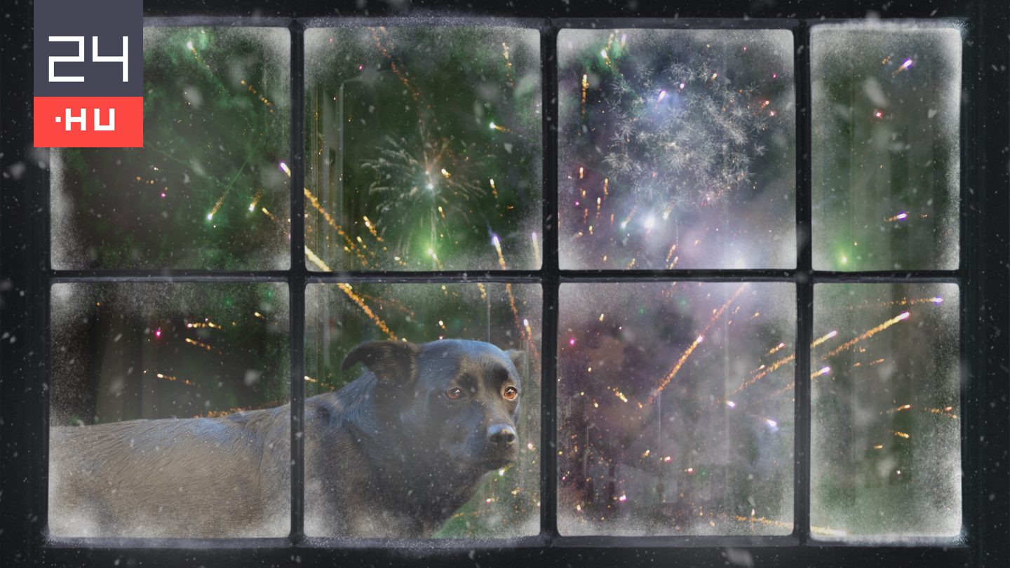 Ezeket érdemes megtenni szilveszter előtt a macska- és kutyatulajdonosoknak