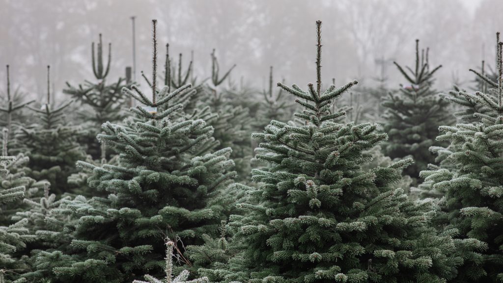 A nap legfontosabb hírei – 2025. 12. 25.