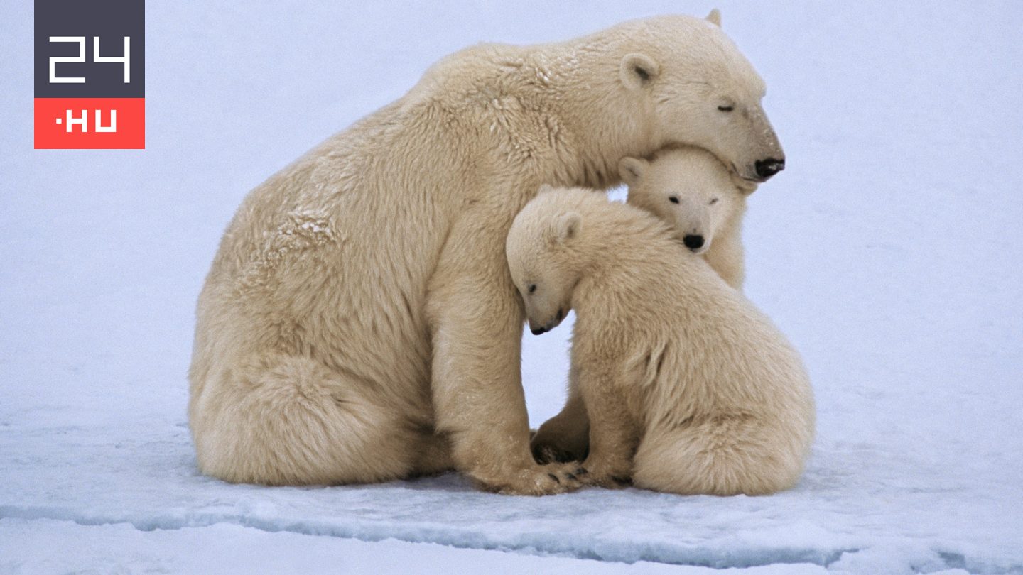 Ritka jelenséget figyeltek meg a jegesmedvéknél