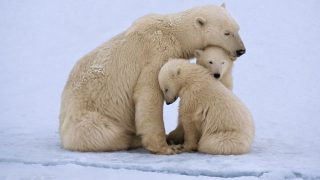 Jegesmedvék Kanadában.