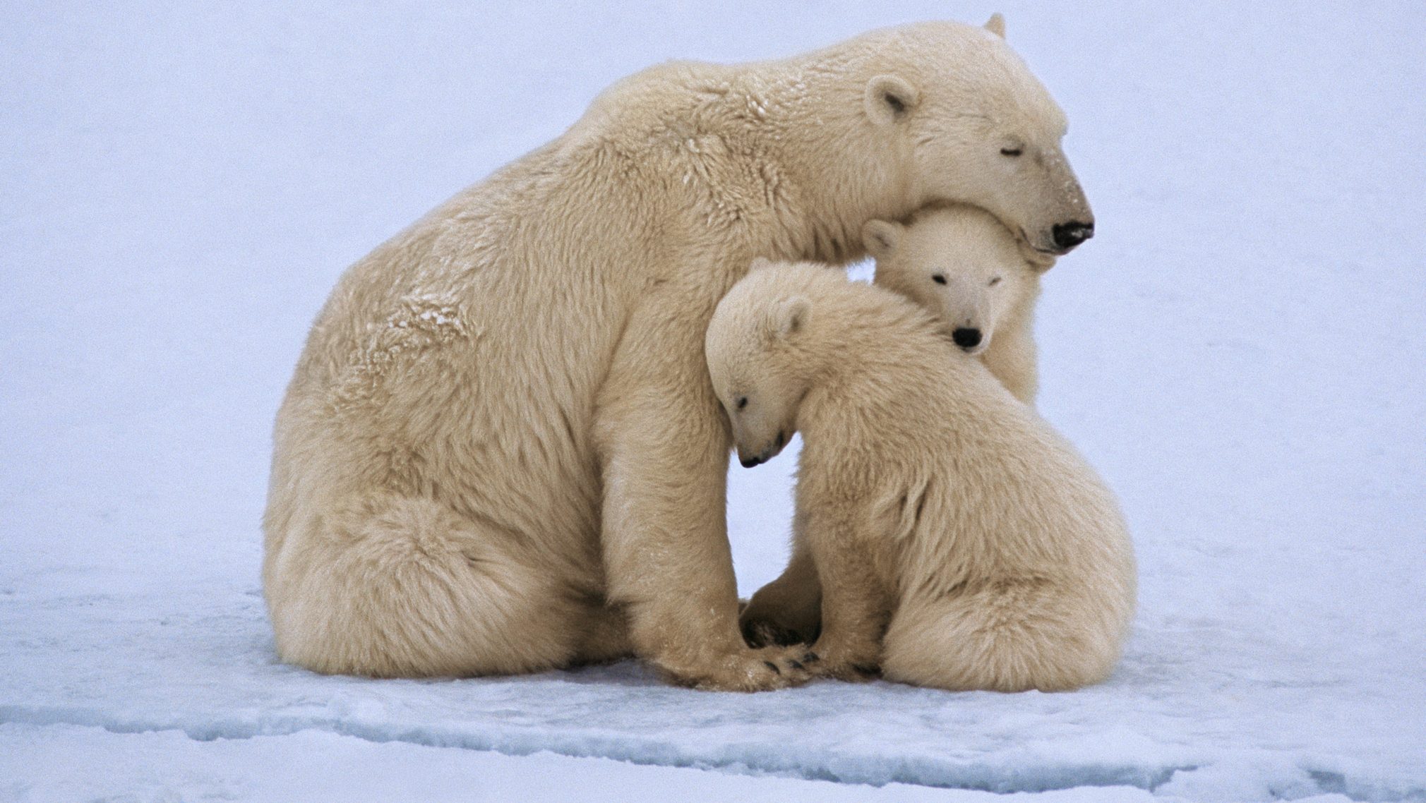 Jegesmedvék Kanadában.
