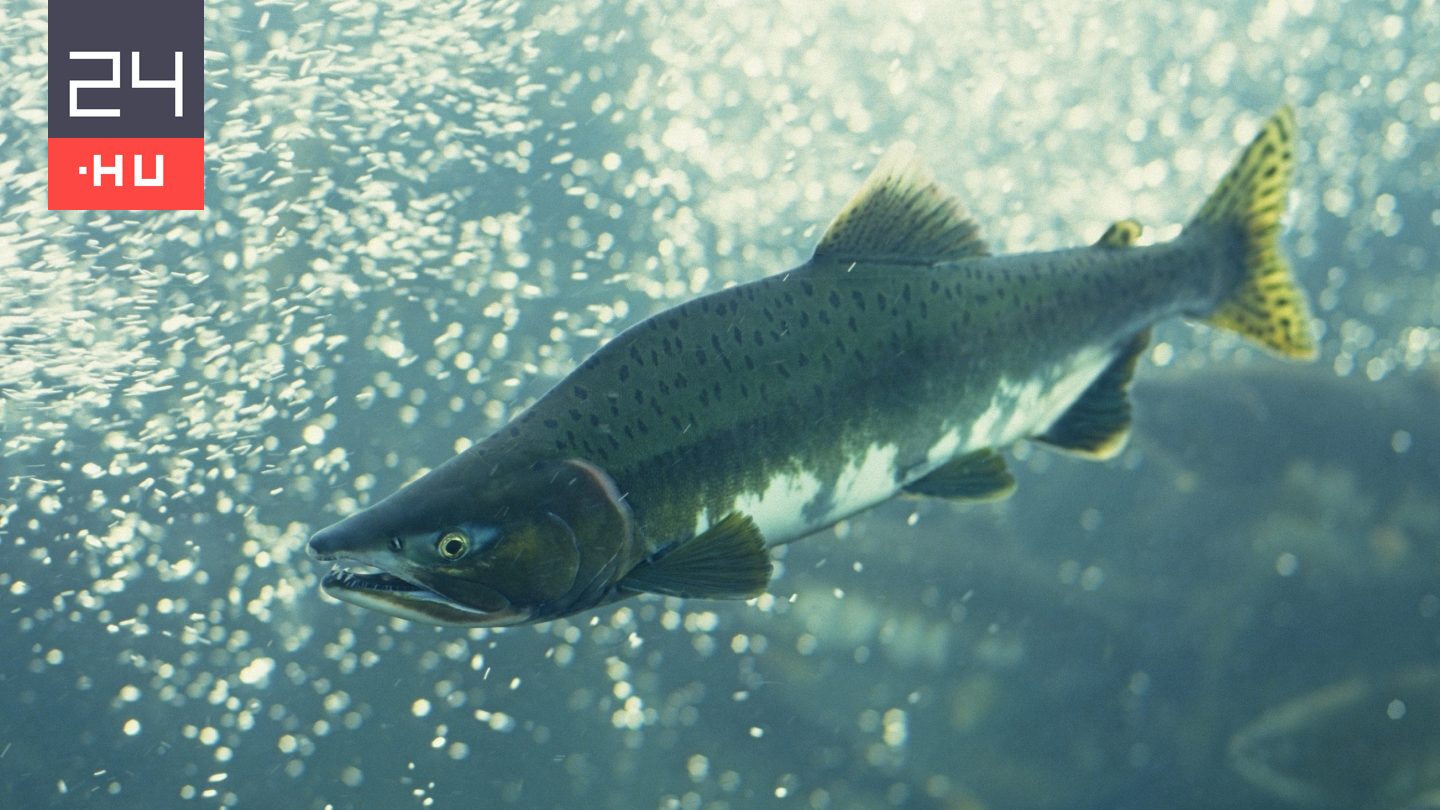 Lazacfilét hívott vissza az Auchan, és kérnek mindenkit, aki ilyet vett, véletlenül se fogyassza el