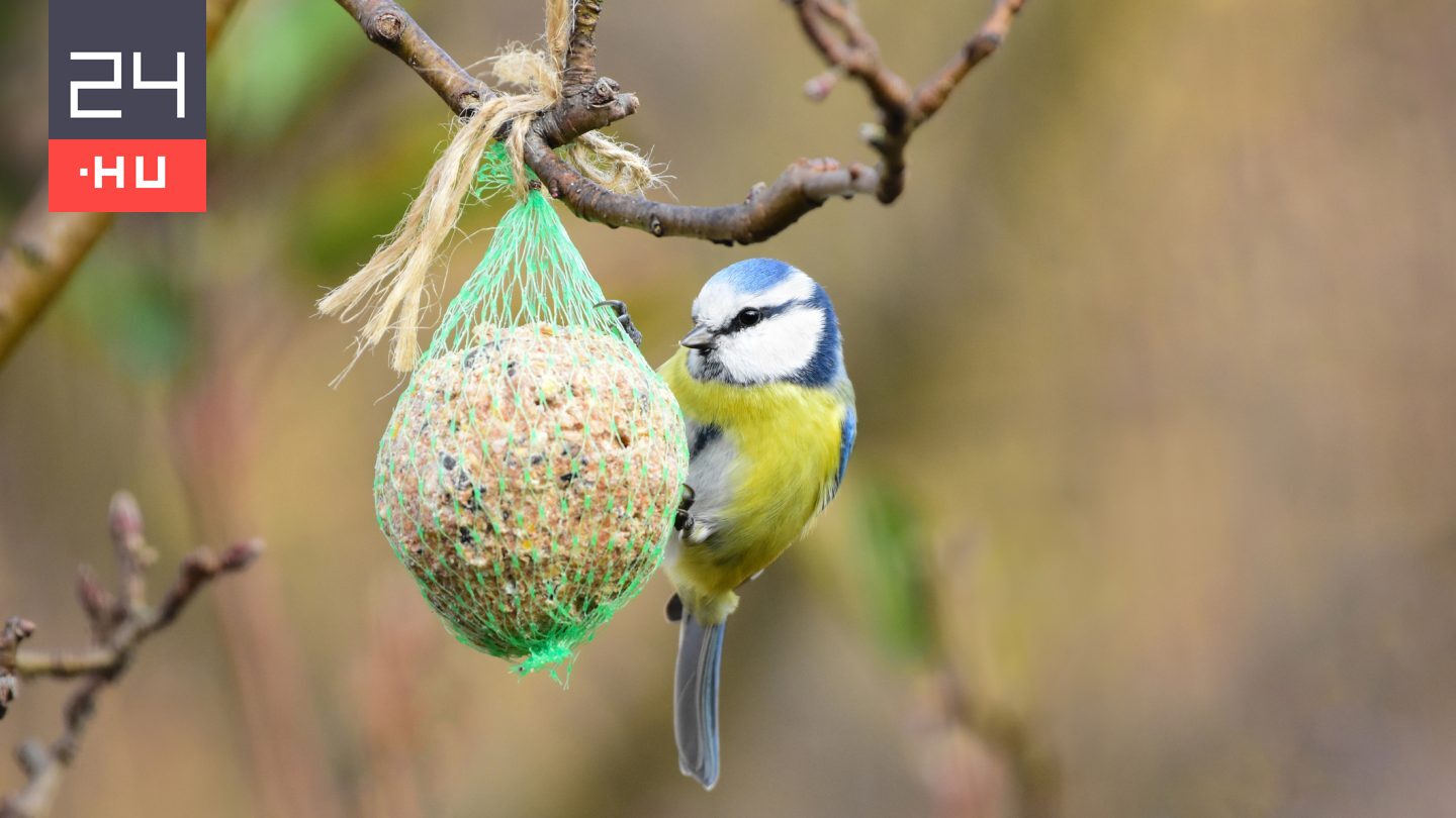 Ezért felejtsük el inkább a bolti cinkegolyót