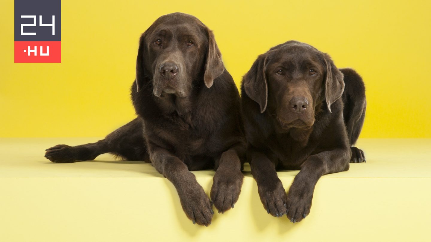 Egyre több híresség klónoztatja a háziállatát