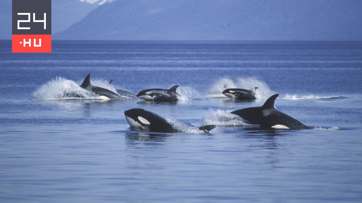 Videón, amint fehér cápákat gyilkolnak kardszárnyú delfinek