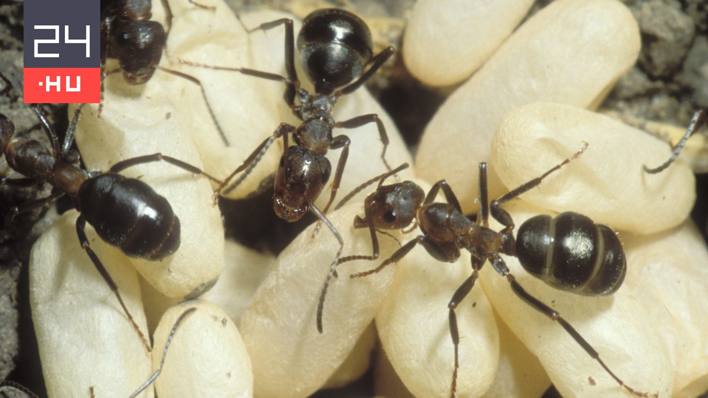 Így áldozzák fel magukat a hangyák a bolyukért