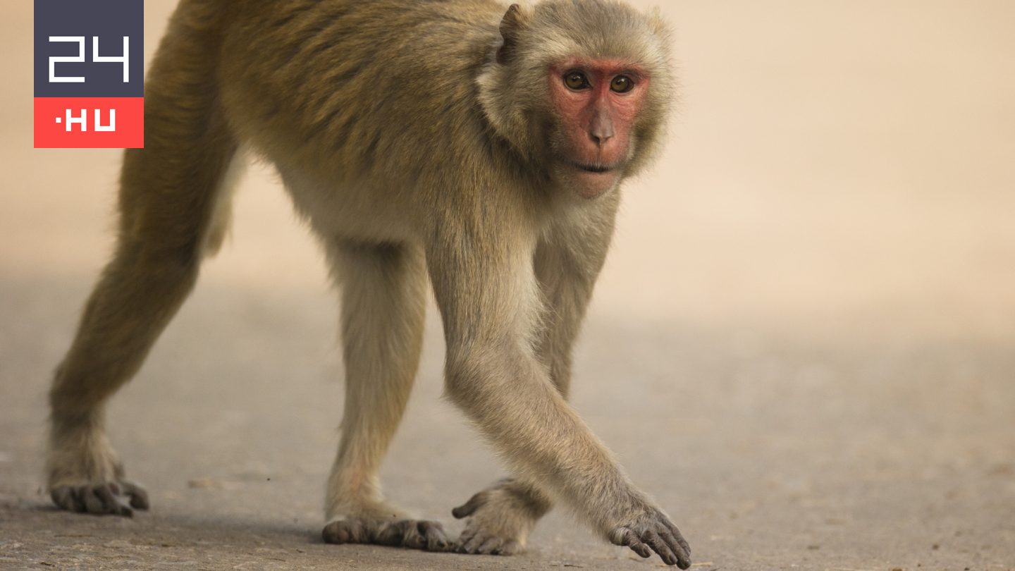 Emberhez méltó temetést kaptak ezek az ókori állatok
