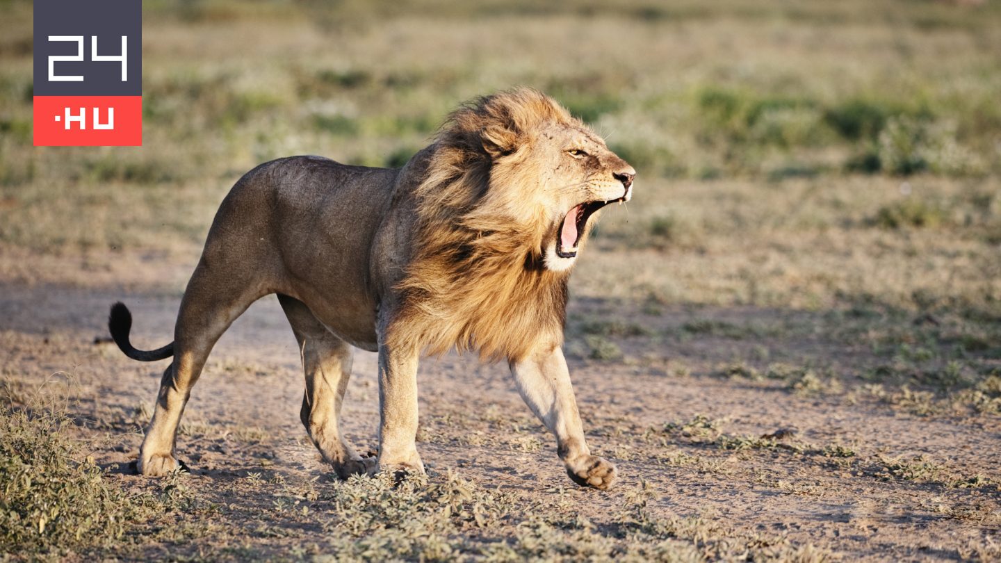 Oroszlán tépte szét, mégis túlélte a találkozást egy 6000 évvel ezelőtt élt férfi