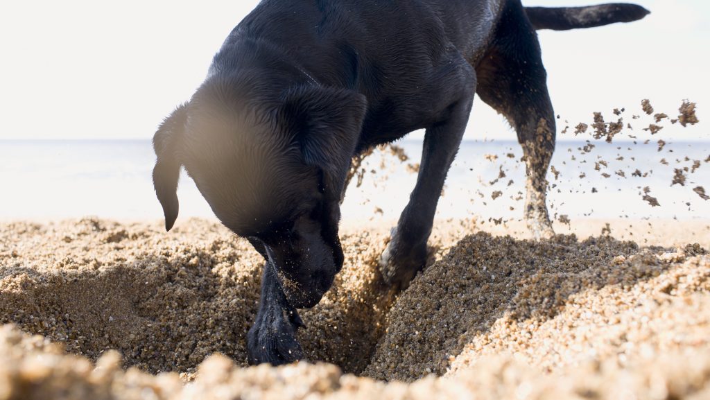 Ezért ássák el a kutyák a csontjaikat