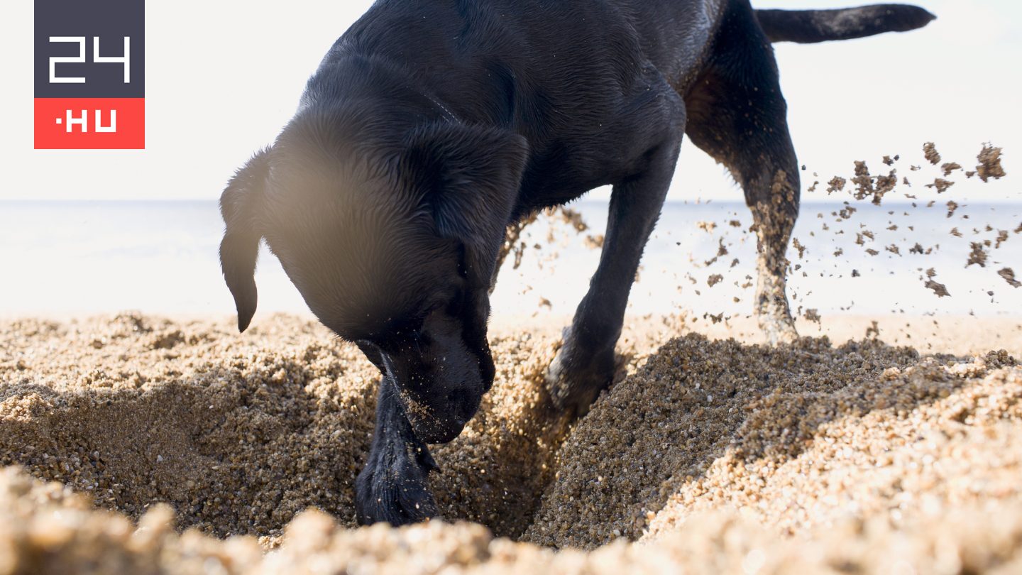 Ezért ássák el a kutyák a csontjaikat