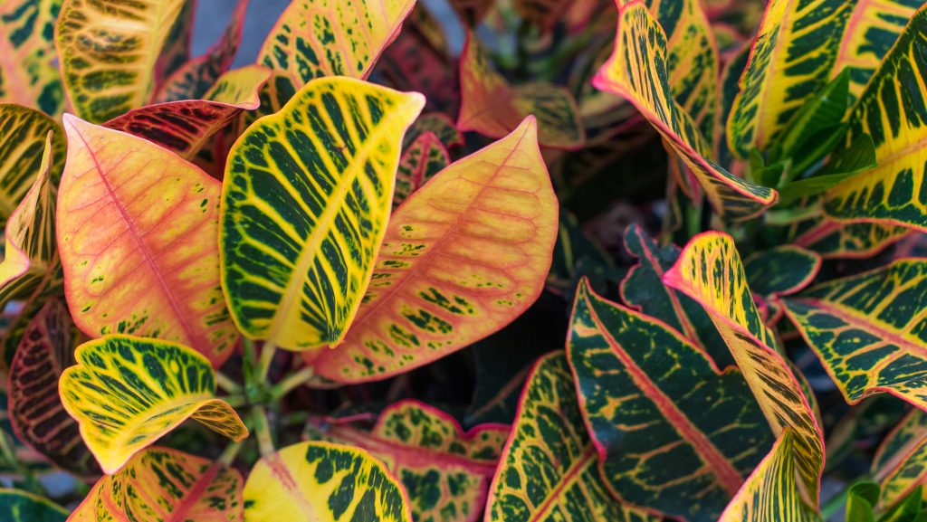 Ezek a növények kifejezetten érzékenyek a téli szellőztetésre