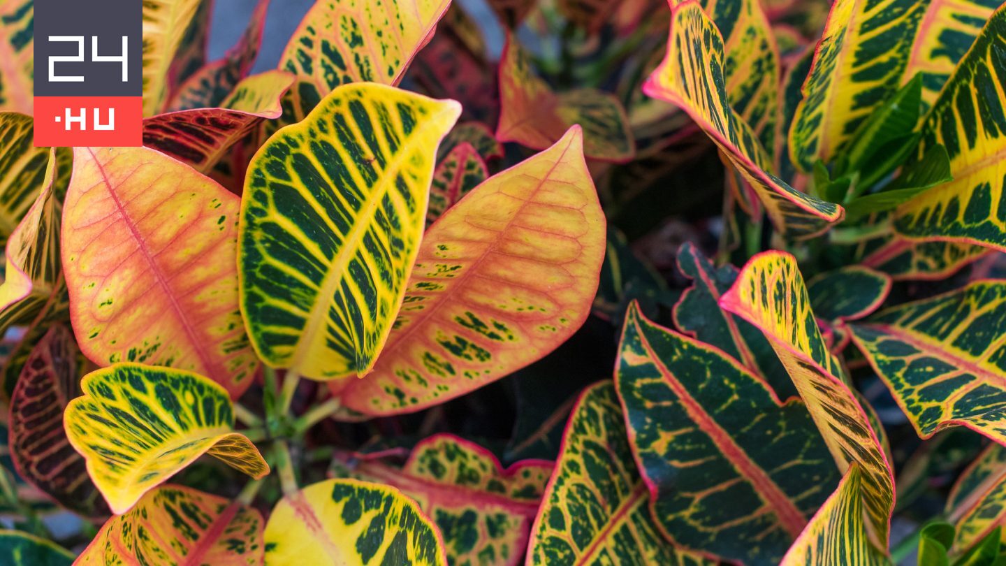 Ezek a növények kifejezetten érzékenyek a téli szellőztetésre