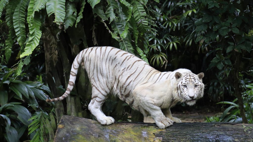 Elpusztult egy tigris Craiova állatkertjében, miután megette a hozzá bedobott műanyagcsomagolást