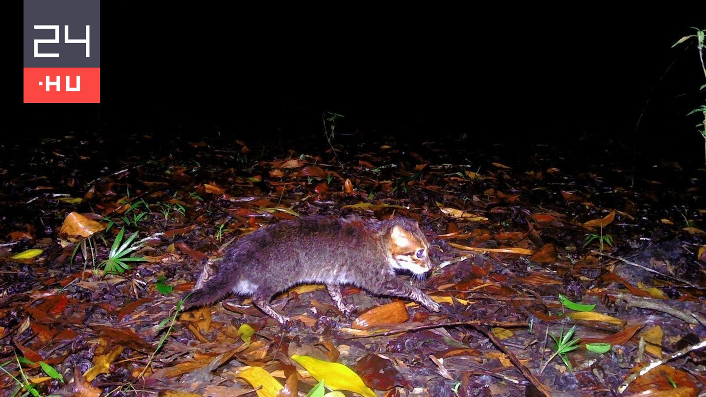 Harminc éve nem látott állatról készült fénykép Thaiföldön