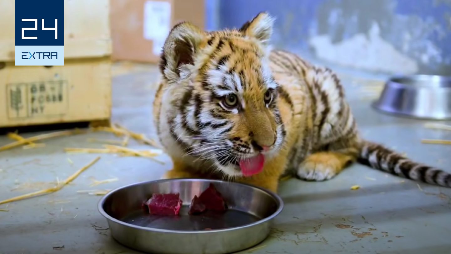 Elszakították anyjától, és szörnyű körülmények között tartották a tiszafüredi tigriskölyköt