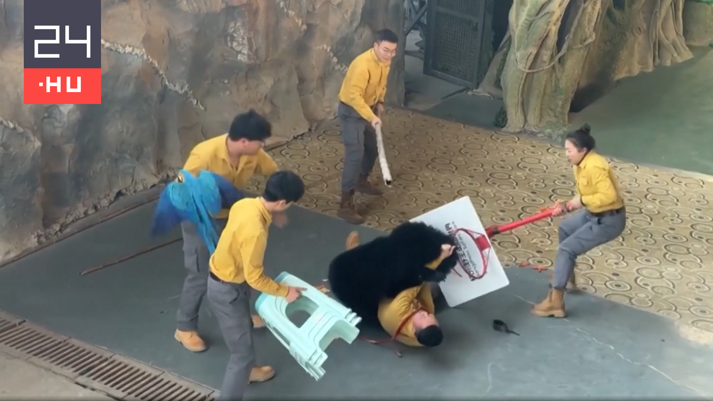 Videón, ahogy a látogatók előtt támadt rá egy medve az idomárra