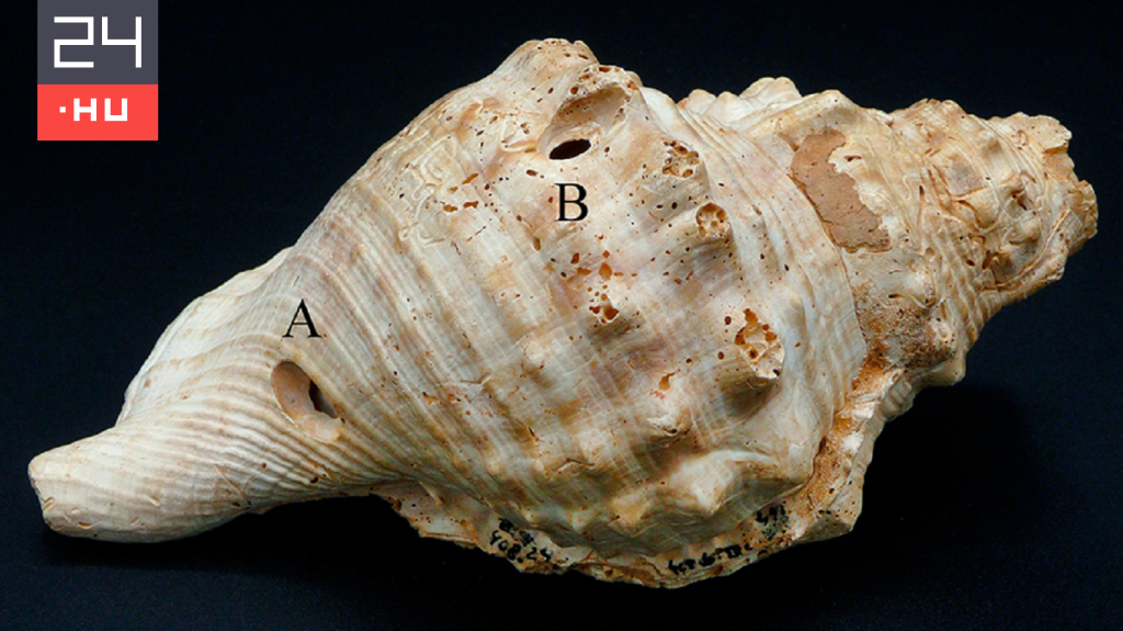 Több ezer éves a világ egyik legrégebbi hangszere