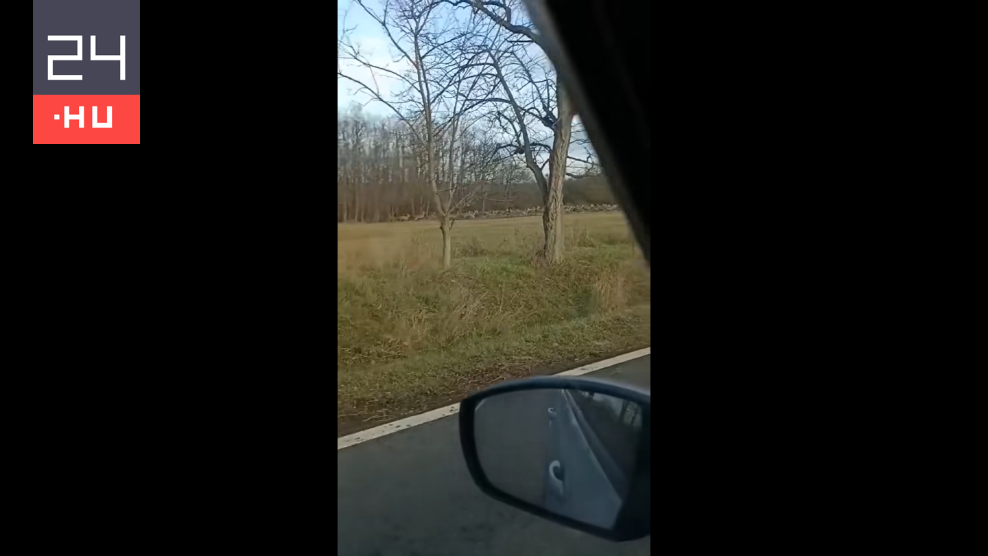 Videóra vették, amint 122 szarvas vonult át az úton Nógrád megyében