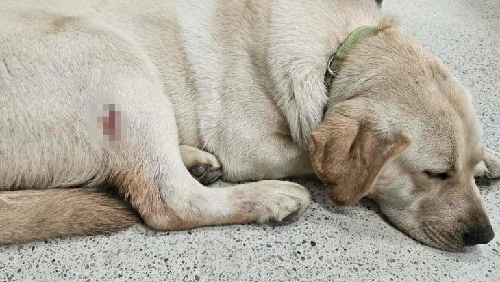 Vadászfegyverrel lőttek meg egy 8 hónapos labradort a Balatonnál