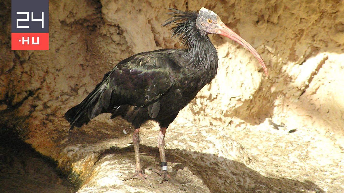Veszélyeztetett tarvarjú szökött meg a fővárosi állatkertből