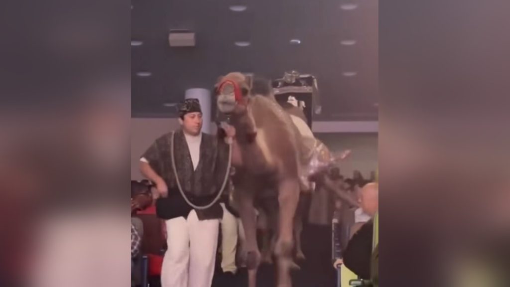 Teve rúgott meg egy nőt egy houstoni templom karácsonyi ünnepségén