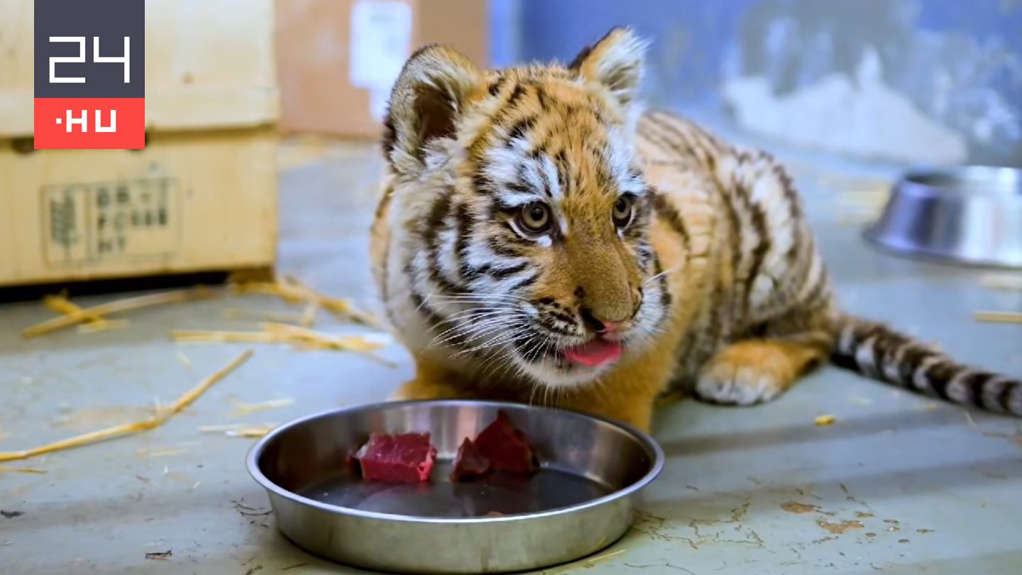 Videót tettek közzé a kis tigrisről, akit egy tiszafüredi férfi tartott az otthonában