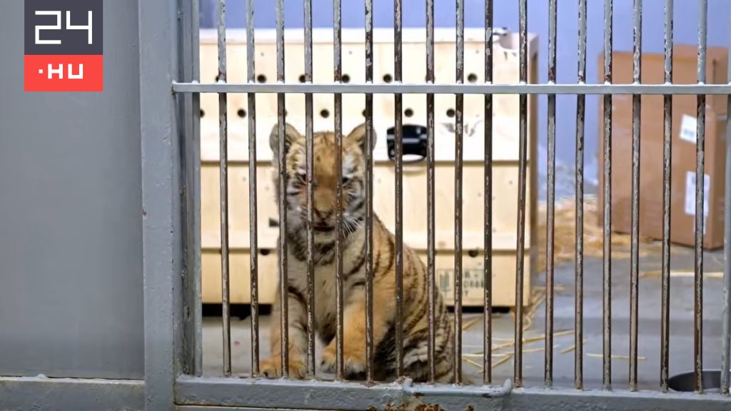 Tigrishez riasztotta a készenléti rendőrség a Fővárosi Állatkertet