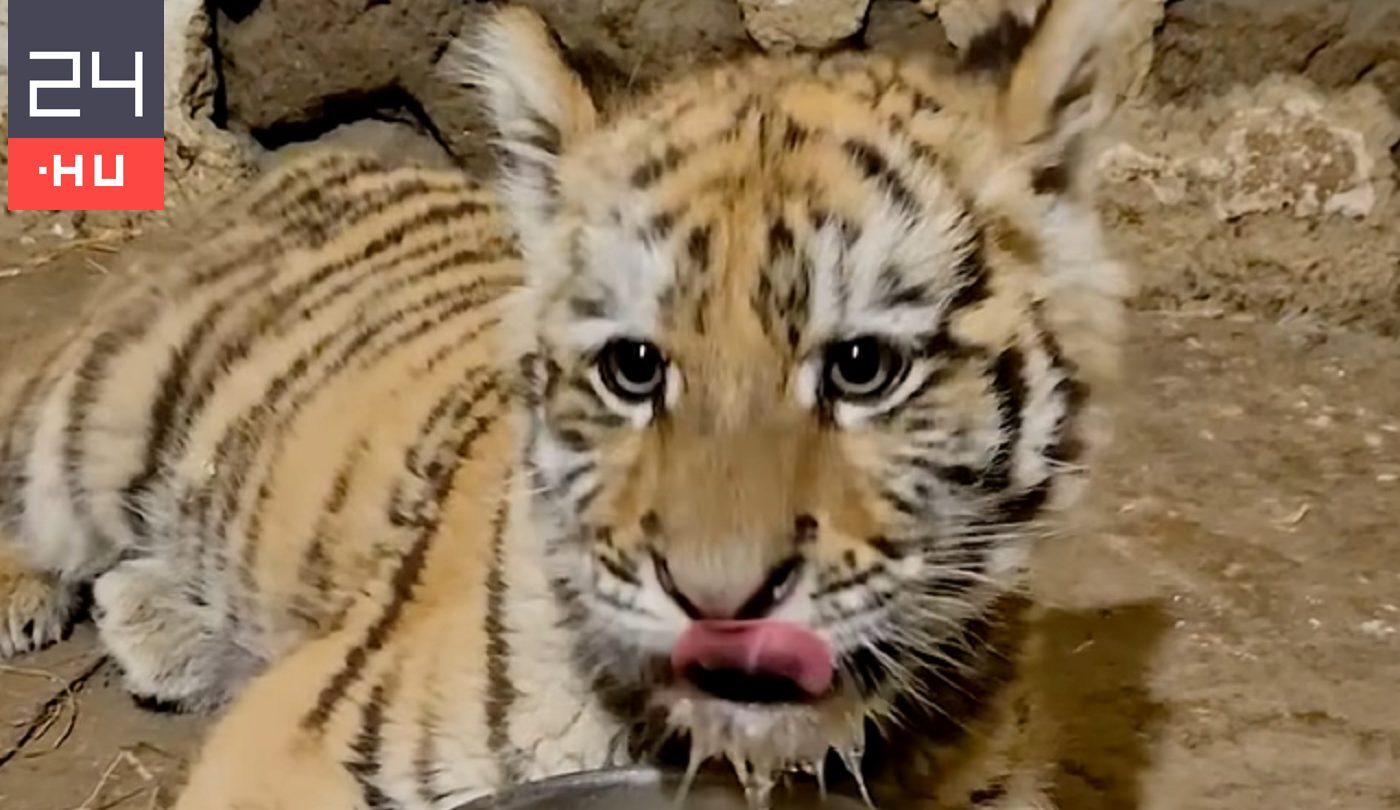 Tiszafüreden találta a kis tigrist a rendőrség