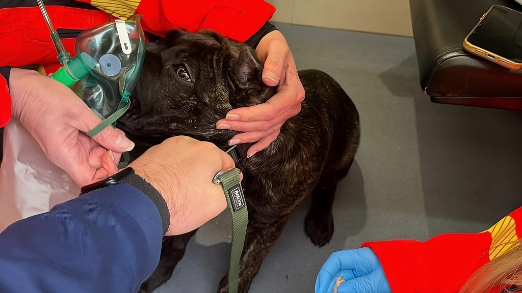 Oxigénmaszkkal segítettek a mentők a háztűzből kimentett, levegőért kapkodó kutyán