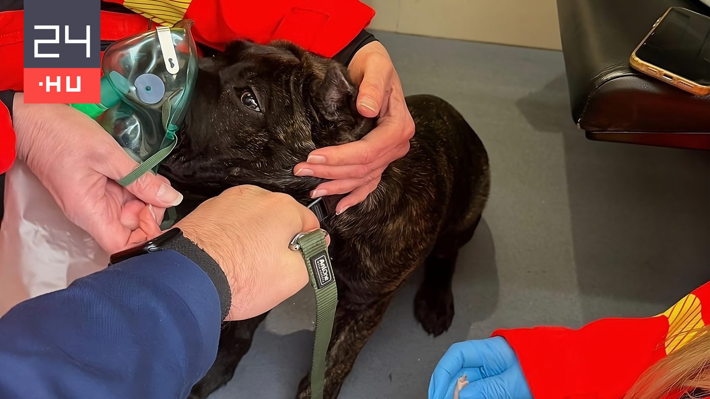 Oxigénmaszkkal segítettek a mentők a háztűzből kimentett, levegőért kapkodó kutyán