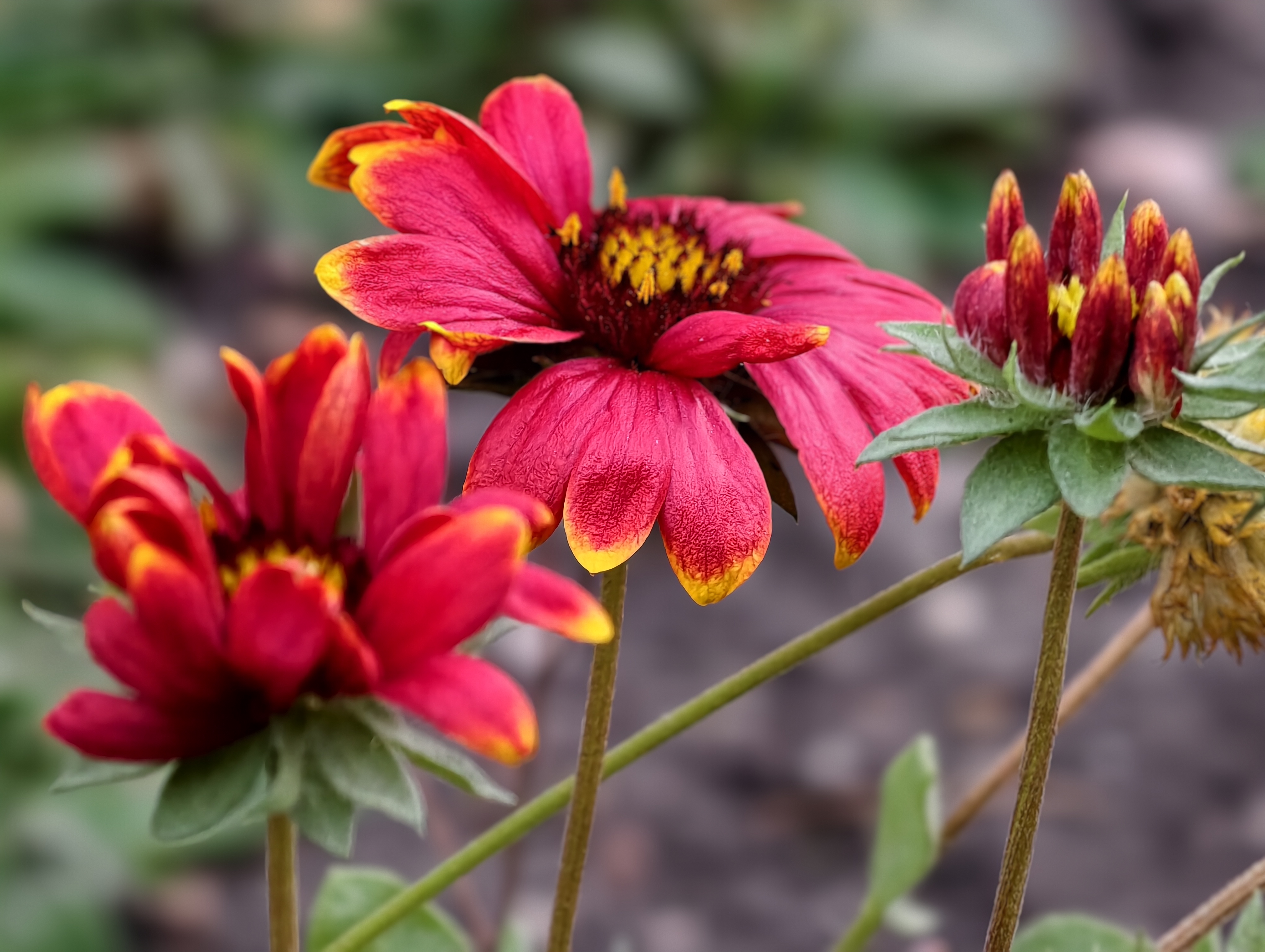 vivo x300 pro tesztfotó