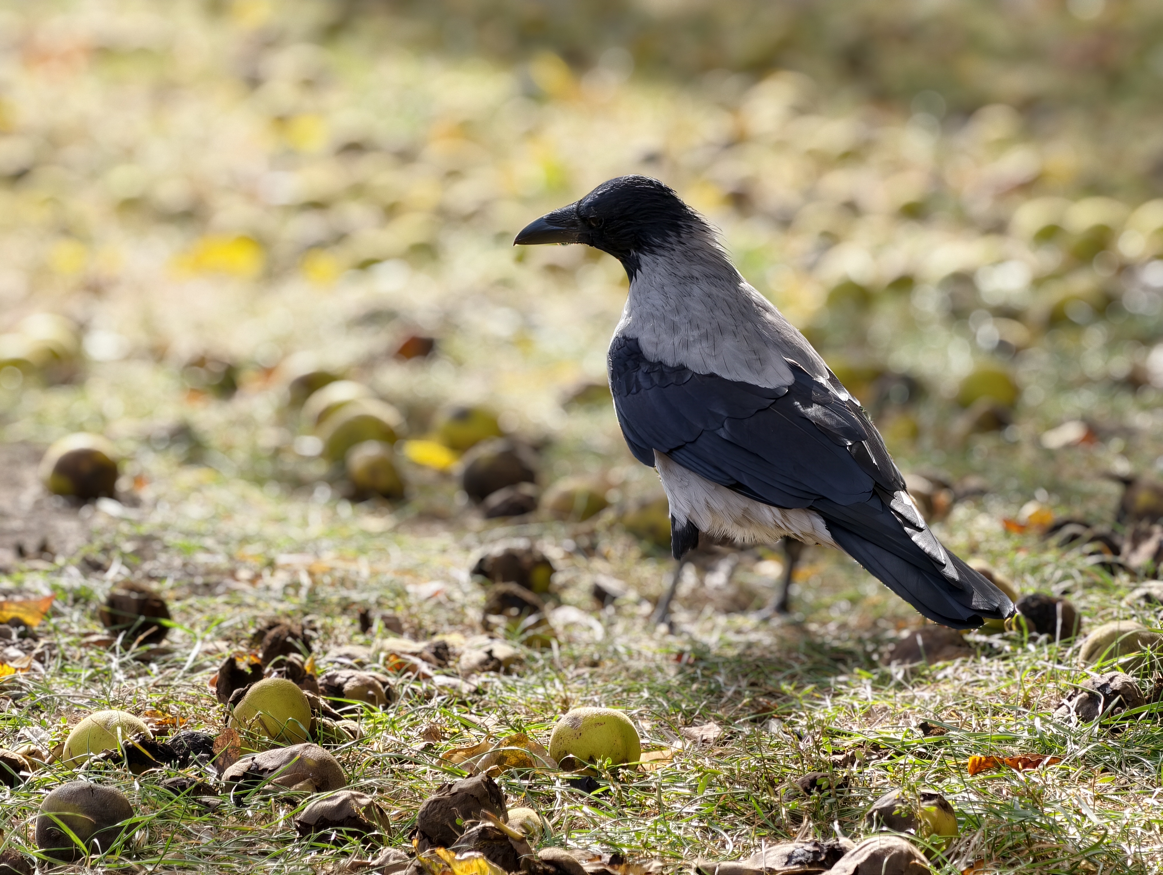 vivo x300 pro tesztfotó