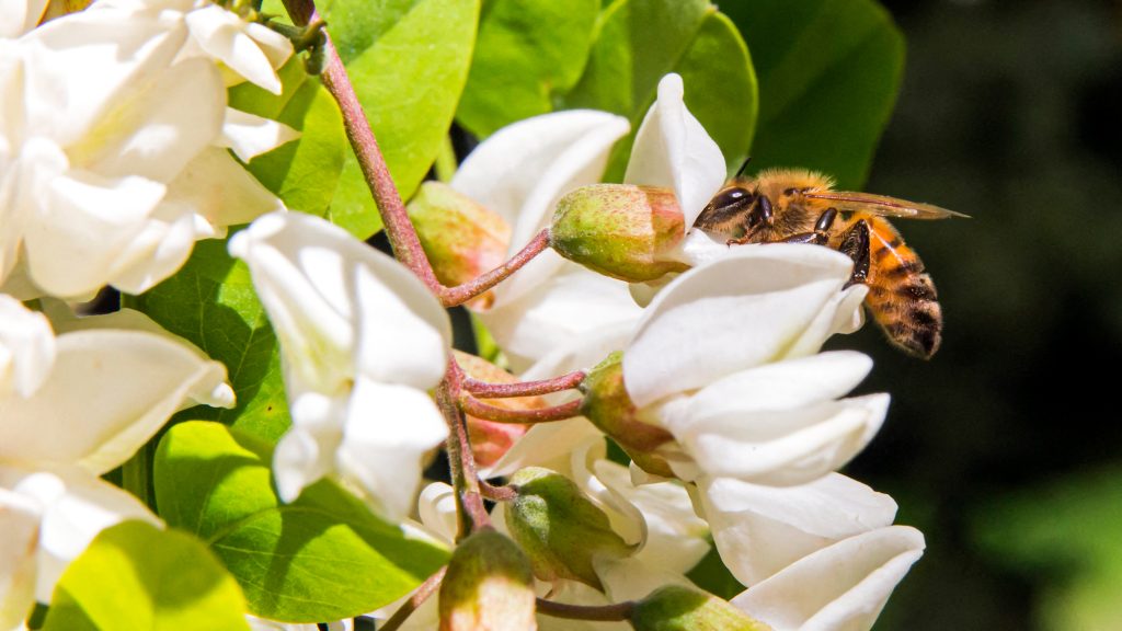 Ezért kétszer drágább az akácméz, mint a virágméz – szakértőket kérdeztünk