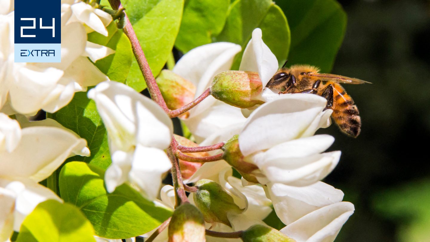 Ezért kétszer drágább az akácméz, mint a virágméz – szakértőket kérdeztünk